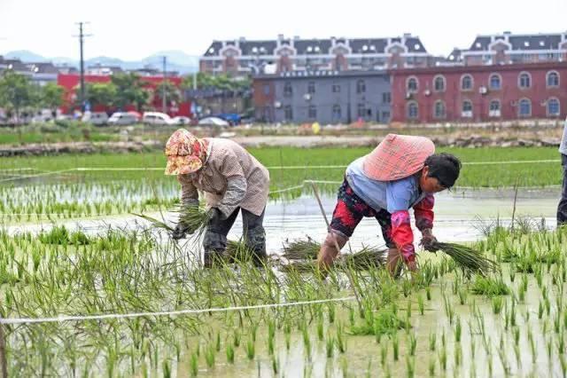 低成本小生意都有哪些（在农村月收入过万的几个小生意）-掘金计划