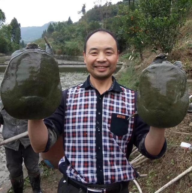 回农村养鳖年收入百万（未来养殖业什么最赚钱农村）-掘金计划