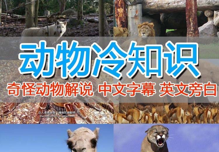 【副业项目6380期】外面卖1699的国外纪录片解说（动物解说、美食、动画片）稳过中视频-掘金计划